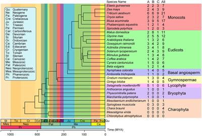 Origin, Expansion, and Divergence of ETHYLENE-INSENSITIVE 3 (EIN3)/EIN3-LIKE Transcription Factors During Streptophytes Evolution